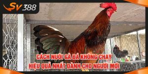 Cách nuôi gà đá không chạy