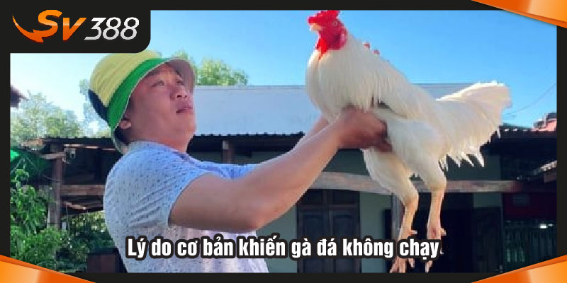 Lý do cơ bản khiến gà đá không chạy