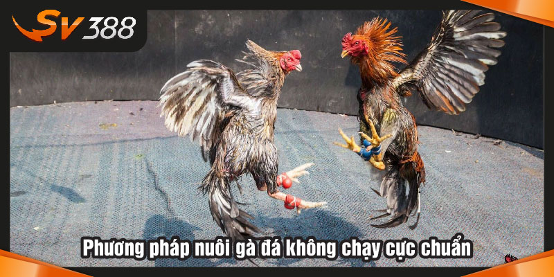 Cách nuôi gà đá không chạy