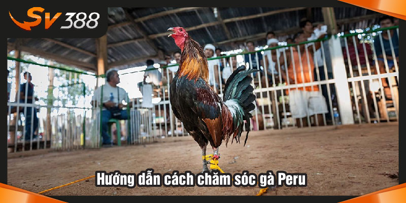 Hướng dẫn cách chăm sóc gà Peru 