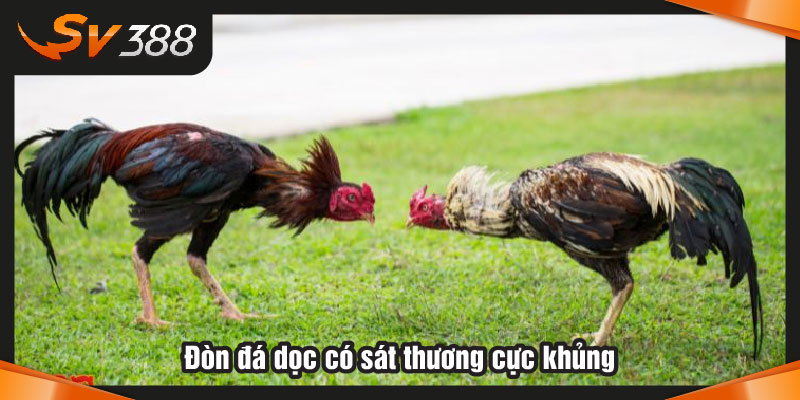 Thế gà đá đòn độc - Đòn đá dọc có sát thương cực khủng